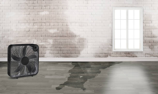 Best Carpet water damage restoration  in Uhland, TX